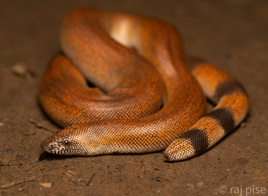 Baluchistani Blind Snake