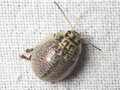 Paropsisterna decolorata