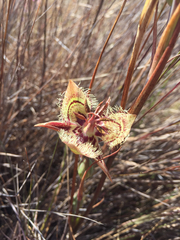 Calochortus tiburonensis