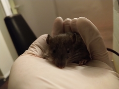 Rattus norvegicus