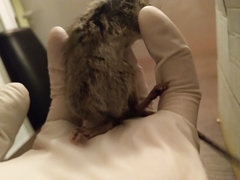 Rattus norvegicus