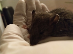 Rattus norvegicus