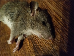 Rattus norvegicus