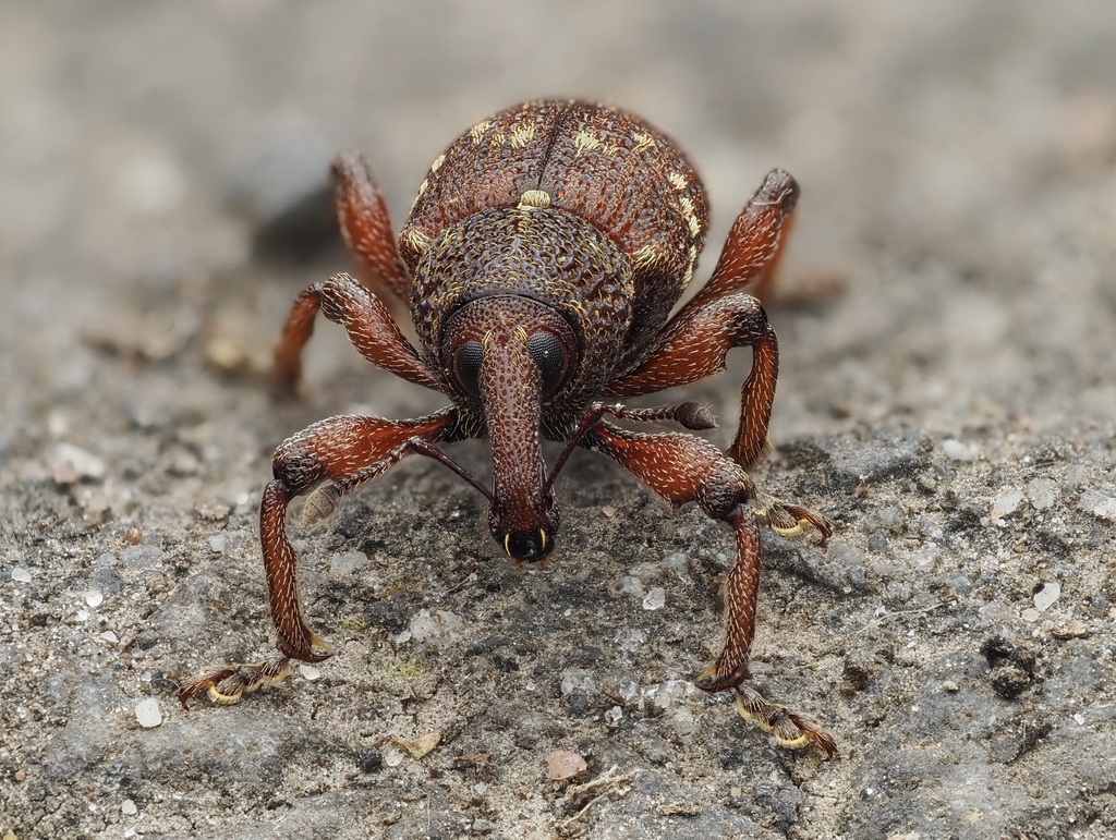 Purple Loosestrife Root Borer