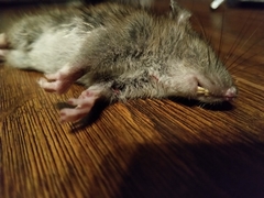 Rattus norvegicus