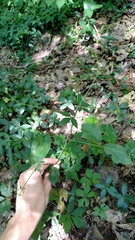 Sanicula canadensis canadensis