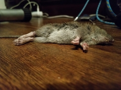 Rattus norvegicus