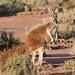 Kangaroos and Wallabies - Photo (c) Ken Harris EntSocVic, some rights reserved (CC BY-NC), uploaded by Ken Harris EntSocVic