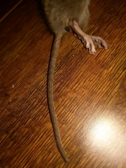 Rattus norvegicus