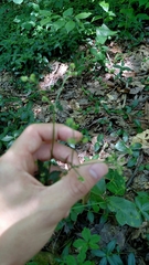 Sanicula canadensis canadensis