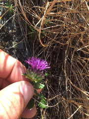 Monardella purpurea