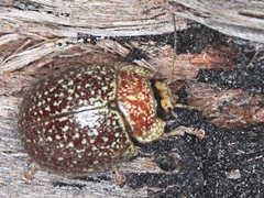 Paropsis lownei