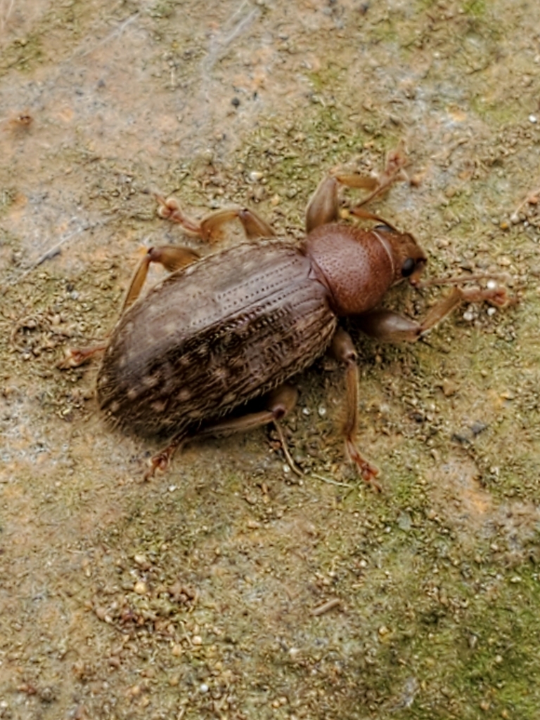 Laparocerus noctivagans