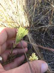 Castilleja affinis neglecta