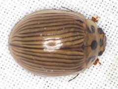 Paropsisterna intacta