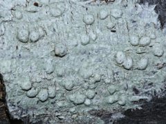 Pertusaria pertractata