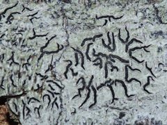 Halegrapha mucronata