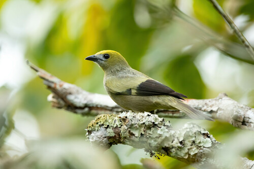 Palm Tanager