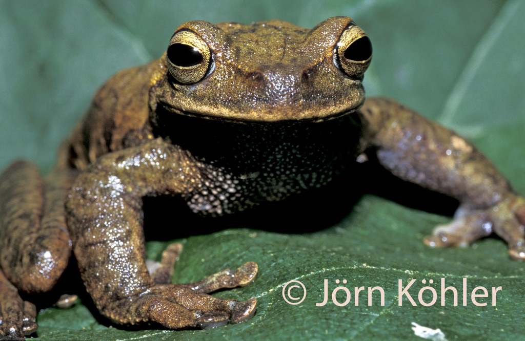 Salta Treefrog