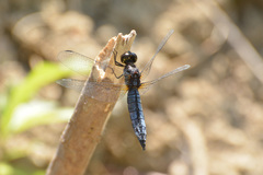 Lyriothemis pachygastra