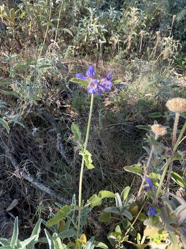 Salvia pomifera, photograph 4