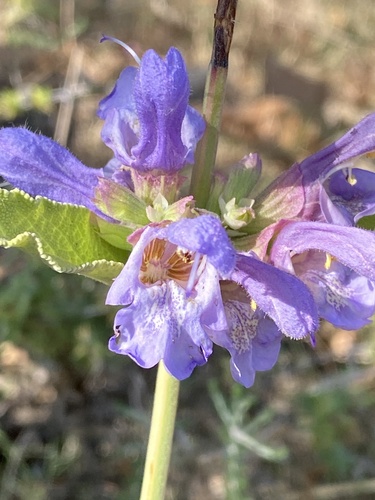 Salvia pomifera, photograph 3
