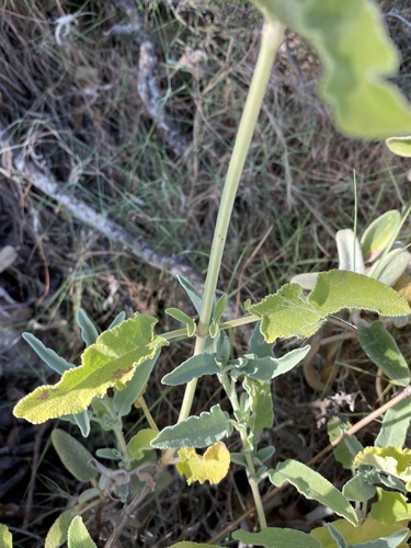 Salvia pomifera, photograph 5