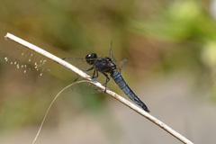 Lyriothemis pachygastra