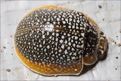 Paropsis dilatata