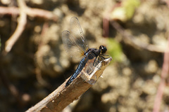 Lyriothemis pachygastra