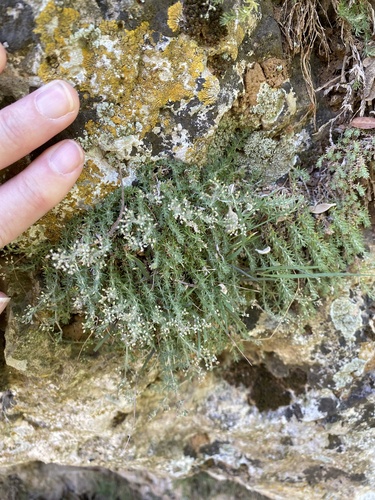 Greek Bedstraw (Galium graecum)