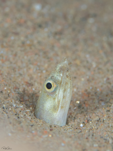 Phyllophichthus xenodontus observed 2023-08-28