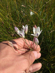 Triteleia peduncularis