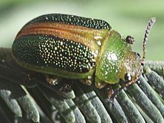 Calomela parilis