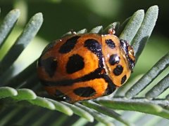 Peltoschema oceanicum