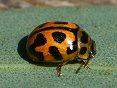 Peltoschema oceanicum