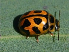 Peltoschema oceanicum