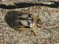 Peltoschema hamadryas