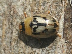 Peltoschema hamadryas