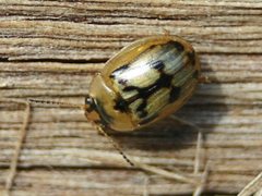 Peltoschema hamadryas