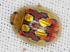 Paropsisterna nobilitata