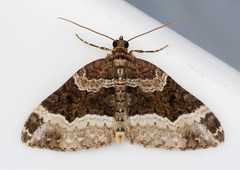 Epirrhoini