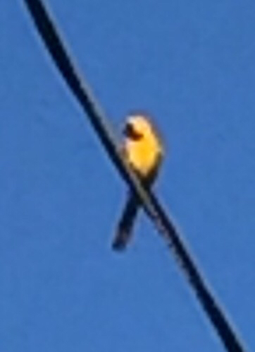 Icterus cucullatus