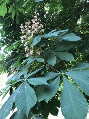 Aesculus hippocastanum