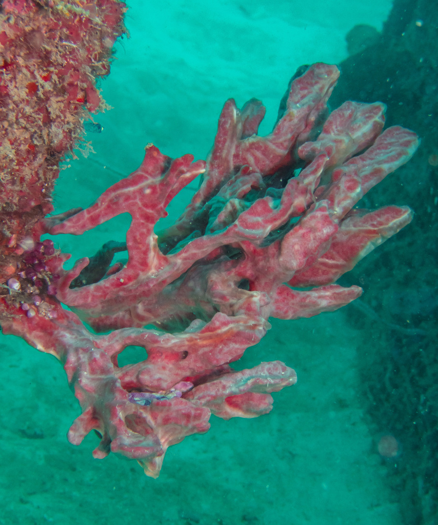 Monanchora clathrata