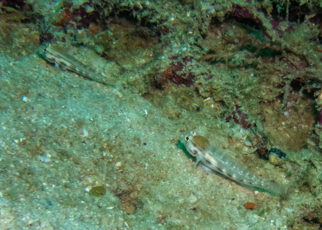 Eyebar goby