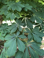 Aesculus hippocastanum