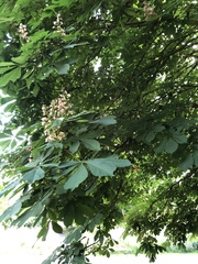 Aesculus hippocastanum