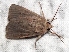 Dasygaster padockina