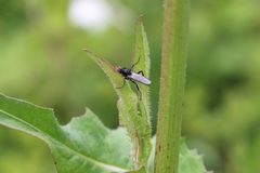 Bibio hortulanus